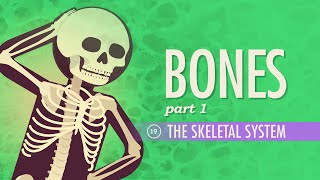 The Skeletal System Crash Course Anatomy amp Physiology 19 [upl. by Ries]