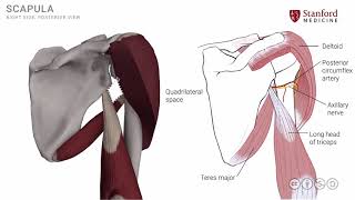 Anatomy of the Upper Limb Shoulder Muscles  Posterior View [upl. by Jodie]