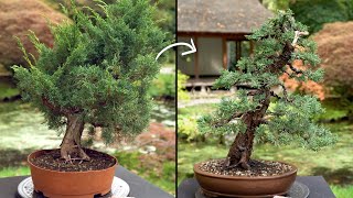 Learn how to create a Juniper Bonsai tree [upl. by Cornel]