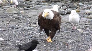 Bald Eagle Walking [upl. by Oileduab]