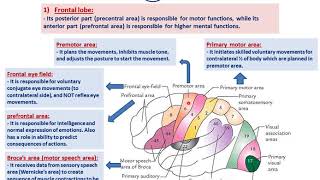 Functional cortical areas of the brainDrAhmed Farid [upl. by Dnar]