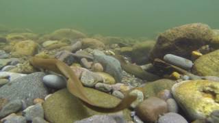 Lamprey on the Sandy River [upl. by Uela]