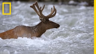 Take an Epic Journey With the Elk of Yellowstone  Short Film Showcase [upl. by Susejedesoj375]