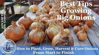 How to Grow Onions Harvest Onions amp Cure Onions from Start to Finish l Walla Walla Onions [upl. by Alford]