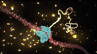 DNALC Short Transcription and Translation [upl. by Biondo]