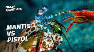 Mantis Shrimp vs Pistol Shrimp [upl. by Catlaina]