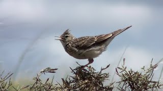 Alondra común Alauda arvensis Eurasian Skylark [upl. by Aleahc]