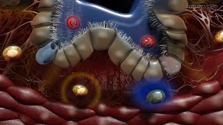 Capillary Exchange and Edema Animation [upl. by Rosel424]