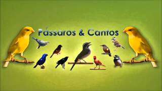 Cantos da Natureza  Varios Passaros Cantando [upl. by Nnaaihtnyc499]