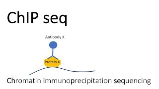 ChIP seq  Chromatin Immunoprecipitation sequencing [upl. by Prinz]