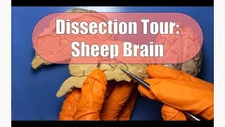 Sheep Brain Dissection [upl. by Uticas]