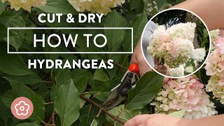 How to Cut and Dry Your Hydrangea Blooms [upl. by Enilecram]