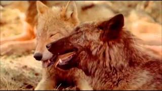 Documental El regreso del lobo [upl. by Yotal936]