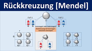 Rückkreuzung Mendel  Biologie Genetik Mittel und Oberstufe [upl. by Enirrok]