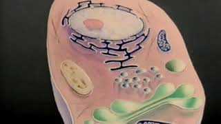 Nucleus Cytoplasm Membrane [upl. by Machutte]