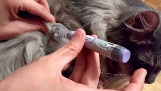 Insulin Use for Dogs and Cats [upl. by Brig]