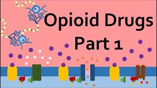 Opioid Drugs Part 1 Mechanism of Action [upl. by Smaj814]