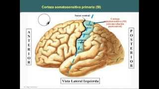 Lóbulo Parietal [upl. by Zerdna529]