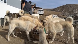 TÜRK MEDYASINDA GÜNDEM OLAN TÜRK ASLANLARI  KURTÇU KANGAL KÖPEKLERİ ANADOLU ÇOBAN KÖPEĞİ AKBAŞ DOG [upl. by Aicemat]