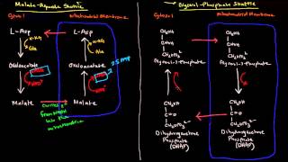 Shuttle Mechanisms MalateAspartate and GlycerolPhosphate [upl. by Milburr153]