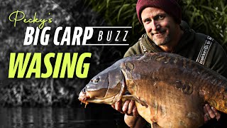 Peckys Big Carp Buzz  Wasing Estate Oxlease Chasing Monster Carp  Korda 2021 [upl. by Carbrey]