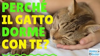 PERCHÉ IL GATTO DORME CON TE [upl. by Goodwin]