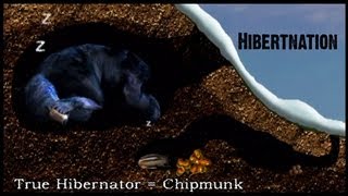 What does Hibernation mean to a Black Bear [upl. by Solomon]