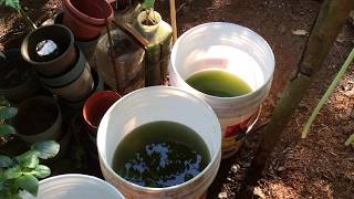 How to grow Green Water Algae [upl. by Eimas]