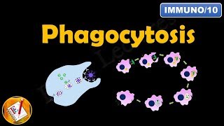 Phagocytosis FLImmuno10 [upl. by Valoniah]