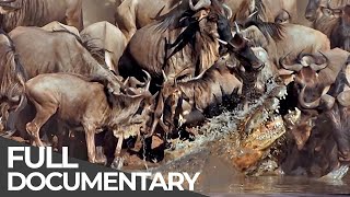 Serengeti The Adventure  Free Documentary [upl. by Eannej]