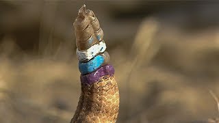 Rattlesnake displays Infamous Warning Rattle  Deadly 60  BBC Earth Explore [upl. by Eiramanna402]