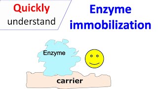 Enzyme immobilization [upl. by O'Neil]