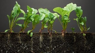 Spinach TimeLapse  40 days  Soil cross section [upl. by Aikemit772]