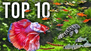 The BEST Mates for Betta Fish in Community Tanks [upl. by Deehsar]