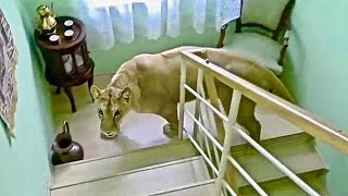 This Is How Wild Animals Invade People Homes [upl. by Codd858]