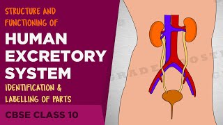 Human excretory system Life Processes  CBSE Class 10 Science Syllabus  NCERT Class 10  Biology [upl. by Dominick]