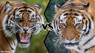 BENGAL TIGER VS SIBERIAN TIGER  Who Is The Strongest [upl. by Nelad21]