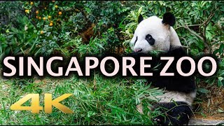 Singapore Zoo Animals Tour 4K [upl. by Theurer]