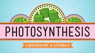 The Role of Plants in the Carbon Cycle [upl. by Manley125]