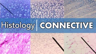 Histology  Connective Tissue [upl. by Ahseiym]