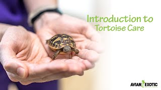 Introduction to Tortoise Care [upl. by Norre96]