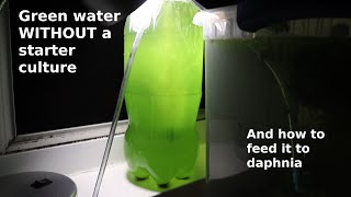 Green Water WITHOUT a Starter Culture  From Scratch  How To [upl. by Gregoor]