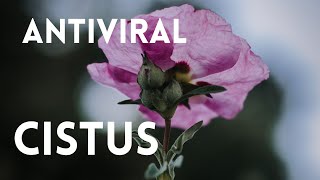 CISTUS  antiviral  antibakteriell und vieles mehr DAS solltest du wissen [upl. by Darbee272]