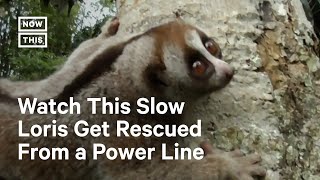 Slow Loris Rescued From Dangerous Power Line [upl. by Inalaehak792]