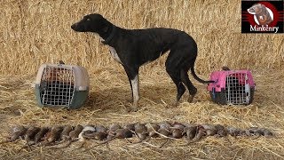 Trained Mink and Dog Catch 25 rats [upl. by Leehar120]