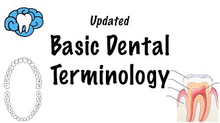 Basic Dental Terminology  UPDATED [upl. by Yrtnahc]