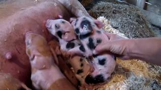 TINY NEWBORN PIGLETS at a Half Hour Old [upl. by Luis614]