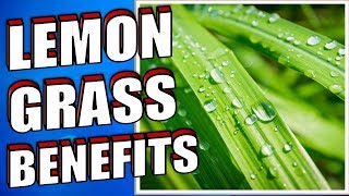 13 Health Benefits of Lemongrass YOU NEED TO KNOW [upl. by Alastair]