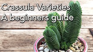 Crassula Varieties  A beginners guide [upl. by Yrrag]