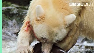 Greatest Fights In The Animal Kingdom Part 2  BBC Earth [upl. by Cece]